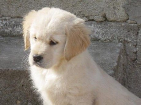 kolyok-golden-retriever.jpg